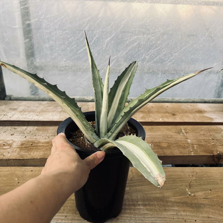楽天市場】多肉植物：アガベ アメリカーナ 華厳（ケゴン）*幅38cm 