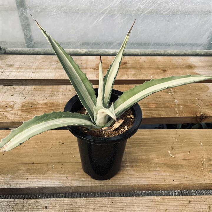 楽天市場】多肉植物：アガベ アメリカーナ 華厳（ケゴン）*幅38cm  