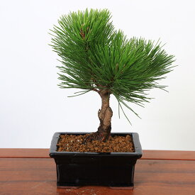 盆栽：黒松（紺長方縁付小鉢)*くろまつ クロマツ 鉢植え black pine bonsai　【即日出荷可！】