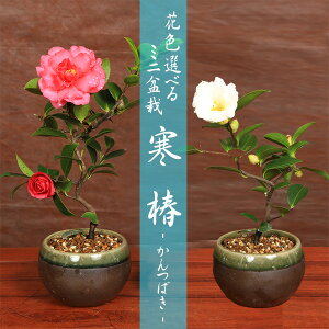 ~j~ ԐFIׂ F(FΉˏď)*y2025NJԏIz΂ coL bonsai
