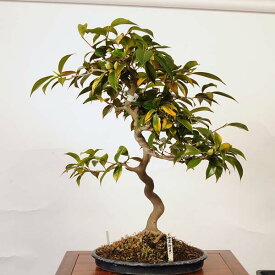 盆栽：椿(大神楽)　現品 *つばき　ツバキ Tsubaki bonsai Camellia japonica【大型ヤマト便配送】 大品盆栽