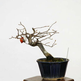 盆栽：老爺柿 現品*ろうや柿 ロウヤ柿　Diospyros rhombifolia　rouyagaki bonsai 小品盆栽