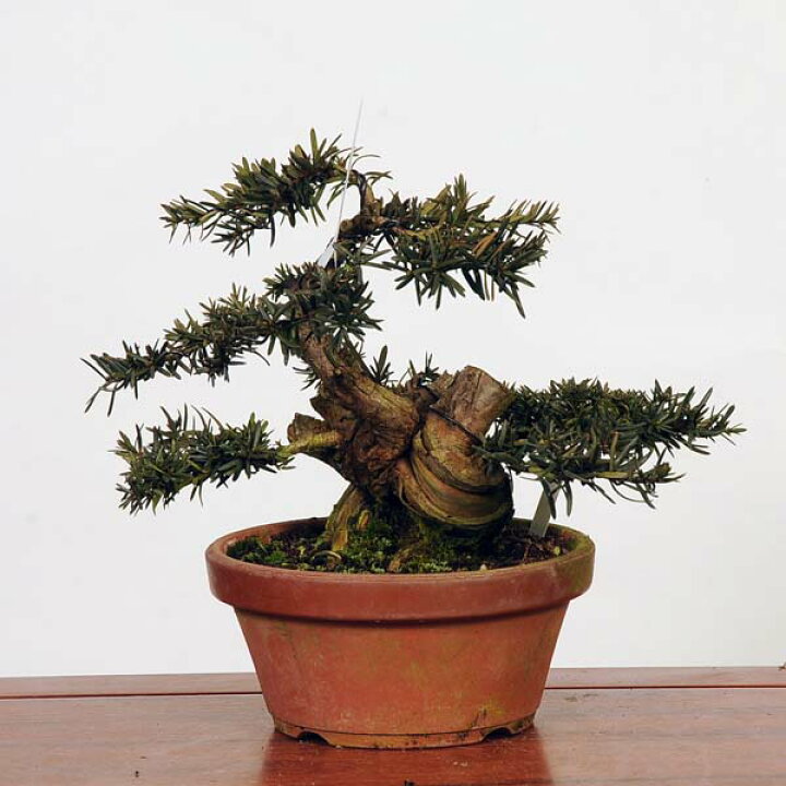 楽天市場】盆栽 特選：一位(イチイ） 現品*いちい Taxus cuspidata 