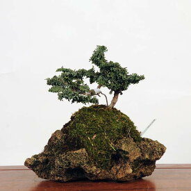 盆栽：石化桧石付(ひのき)　現品　*ヒノキ　Chamaecyparis　Hinoki bonsai 中品盆栽