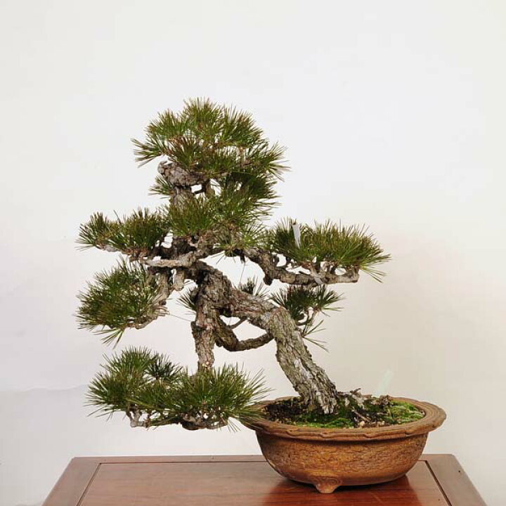 遊恵盆栽 特選：三河黒松* 現品 くろまつ クロマツ Kuromatsu bonsai 