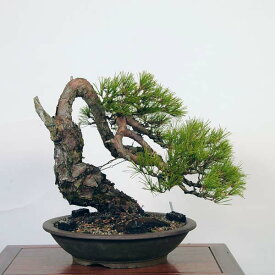 盆栽 特選：赤松（アカマツ）*現品あかまつ Akamatsu bonsai 大品盆栽 大型ヤマト便配送