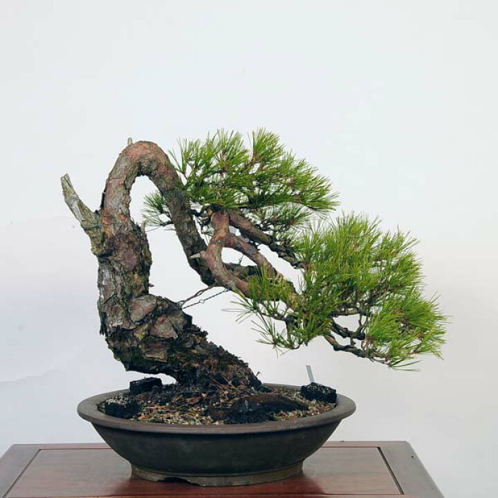 楽天市場】盆栽 特選：赤松（アカマツ）*現品あかまつ Akamatsu bonsai 