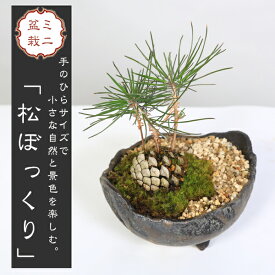 ミニ盆栽：松ぼっくりん*＜黒松＞（国産木の葉鉢)苔と砂付き　景色盆栽 鉢植え 誕生日 祝 プレゼント bonsai