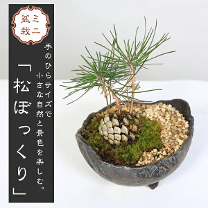 hV̓ Mtgyo׉Iz~j~́Fڂ*iY؂̗t)ۂƍt@iF~ A a j v[g bonsai