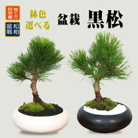 選べる盆栽 ：黒松（モダン陶器鉢)*苔と石付き くろまつ クロマツ 鉢植え black pine bonsai