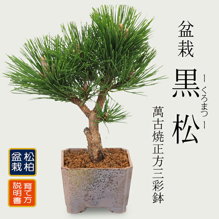 楽天市場】盆栽：黒松（萬古焼正方三彩鉢)*くろまつ クロマツ 鉢植え 