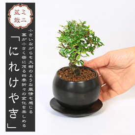 ミニ盆栽：にれけやき*和モダン丸陶器鉢(受け皿付き) 楡欅ニレケヤキ雑木bonsai