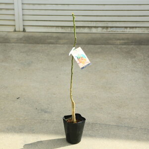 ؁@A؁@ʎ@c؁Fiԃ~jj*P@Ov[C@70cm@@EG@c@|bg