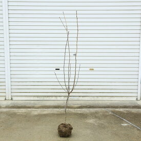 庭木　植木：利休梅（リキュウバイ）（りきゅうばい）　140cm*佐川急便