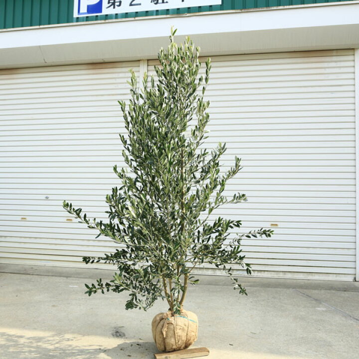 楽天市場】特選庭木・植木：オリーブ（シプレッシーノ）*樹高150cm 