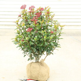特撰植木　庭木：常緑ガマズミ　ビバーナム　ティヌス*超美品　5本限り　がまずみ　びばーなむ