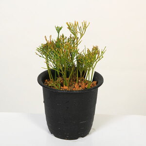 ÓT|AFti}coju}v*܂΂