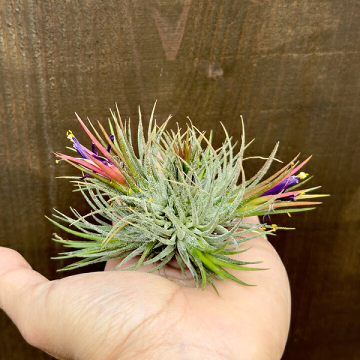 楽天市場】観葉植物 エアープランツ：チランジア イオナンタ フエゴ 