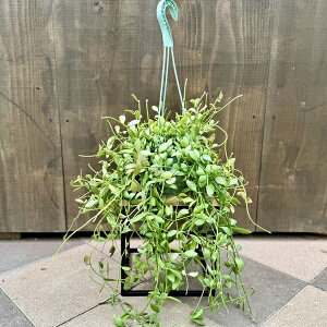 ϗtAFfBXLfBA xKVX*݂蔫@3.5@Dischidia bengalensis