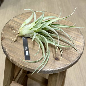  ϗtA GA[vcF`WA Js^[^ }R*GAvc