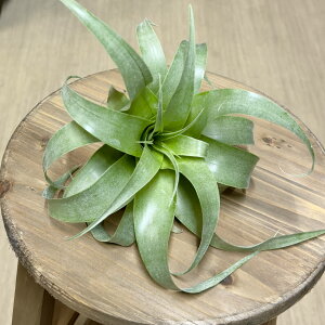  ϗtA GA[vcF`WA T}TR*GAvc