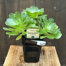 観葉植物：アエオニウム　ハロウィン*Aeonium 'Halloween'