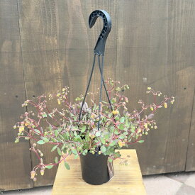 おしゃれ 観葉植物：カランコエ エンゼルランプ*吊り鉢