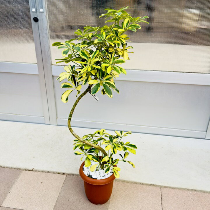 楽天市場】おしゃれ 観葉植物：シェフレラ ハッピーイエロー*7号 茶 