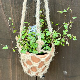 おしゃれ 観葉植物：ワイヤープランツ スペード 鉢カバー*吊り