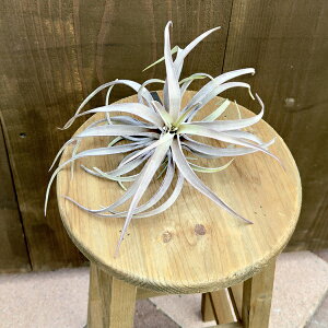  ϗtA GA[vcF`WAmoL[ L*GAvc