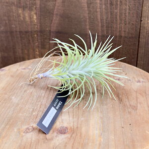  ϗtA GA[vcF`WA XgN^ Xg[gtH[ XL*GAvc