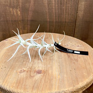  ϗtA GA[vcF`WA Ar_ ~m[ S*GAvc