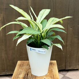 おしゃれ 観葉植物：斑入りスパティフィラム*5号 スパッティ バリエガータ Spathiphyllum