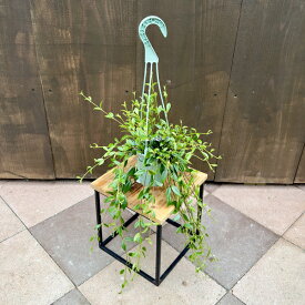 おしゃれ 観葉植物：コドナンテ クラシフォリア*3.5号 吊り鉢
