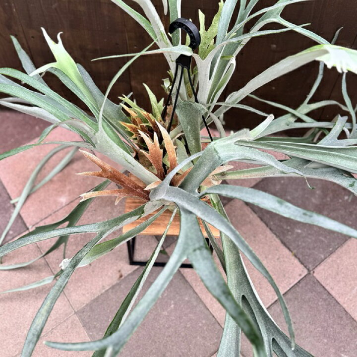楽天市場】おしゃれ 観葉植物：ビカクシダ コウモリラン ビーチー*8号 