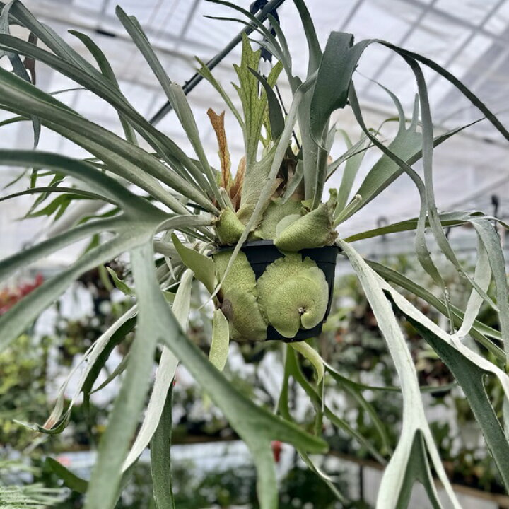 楽天市場】おしゃれ 観葉植物：ビカクシダ コウモリラン ビーチー*8号 