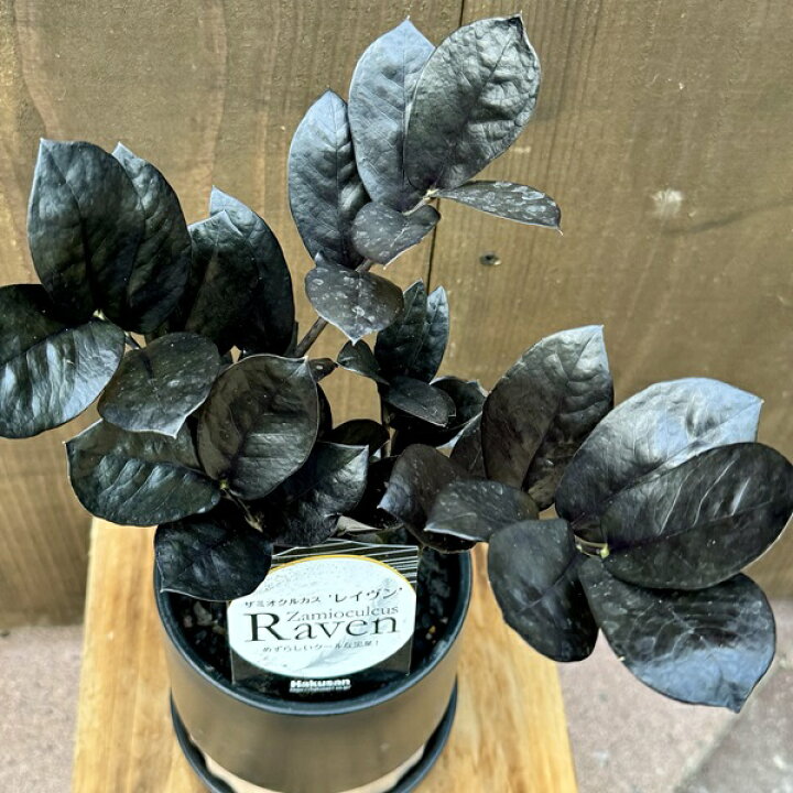 楽天市場】おしゃれ 観葉植物：金銭樹 ザミオクルカス レイヴン*鉢植え 
