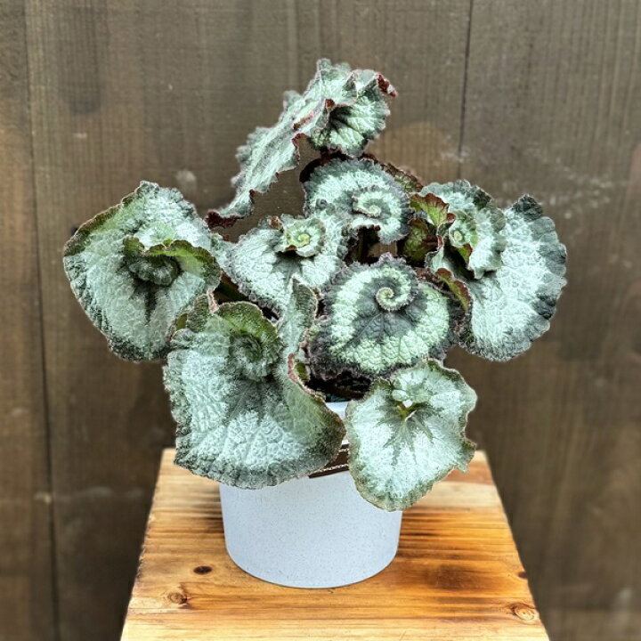 楽天市場】おしゃれ 観葉植物：レックスベゴニア エスカルゴ*5号 
