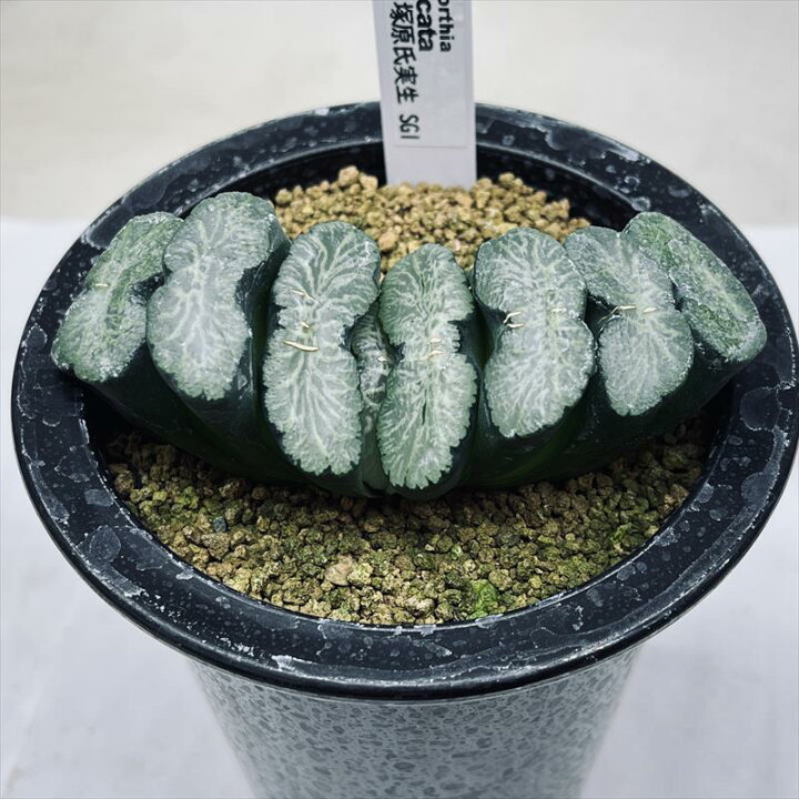 楽天市場】多肉植物：ハオルチア 玉扇 塚原氏実生SG1*幅10cm 現品 