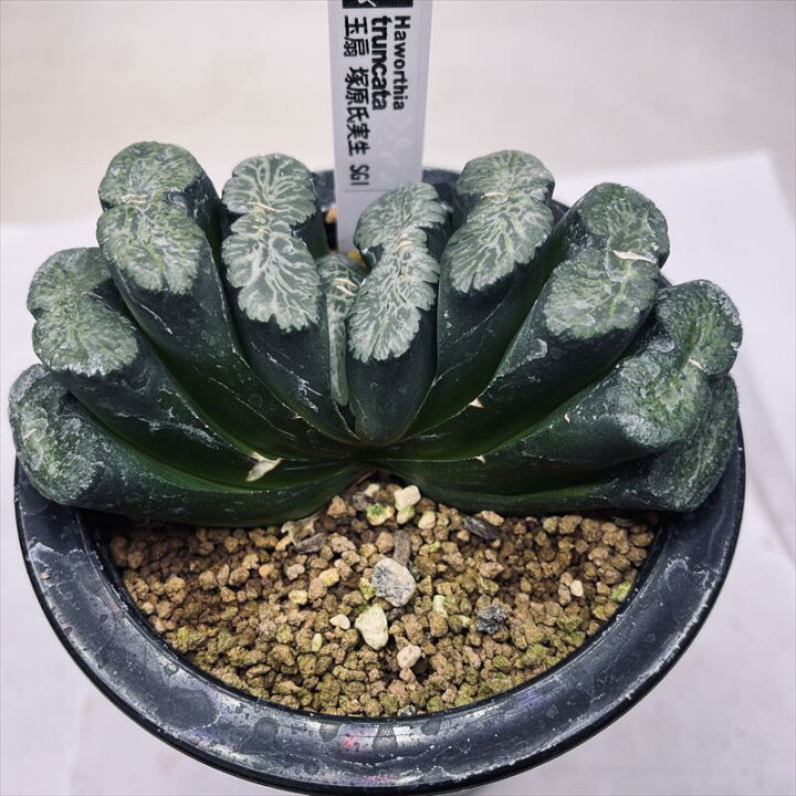 楽天市場】多肉植物：ハオルチア 玉扇 塚原氏実生SG1*幅11cm 現品 