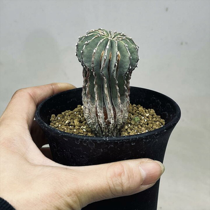 楽天市場】サボテン：ゲオヒントニア メキシカーナ 実生*幅4cm 現品 実生ゲオヒントニアメキシカーナ3つセット