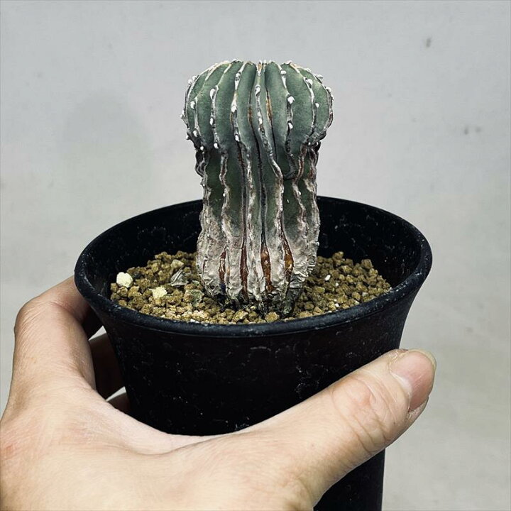 楽天市場】サボテン：ゲオヒントニア メキシカーナ 実生*幅4cm 
