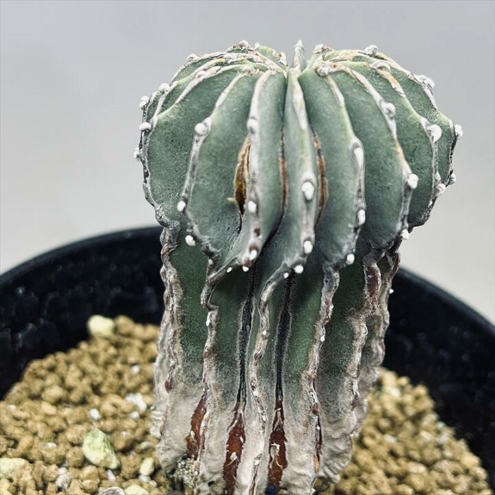 楽天市場】サボテン：ゲオヒントニア メキシカーナ 実生*幅4cm 
