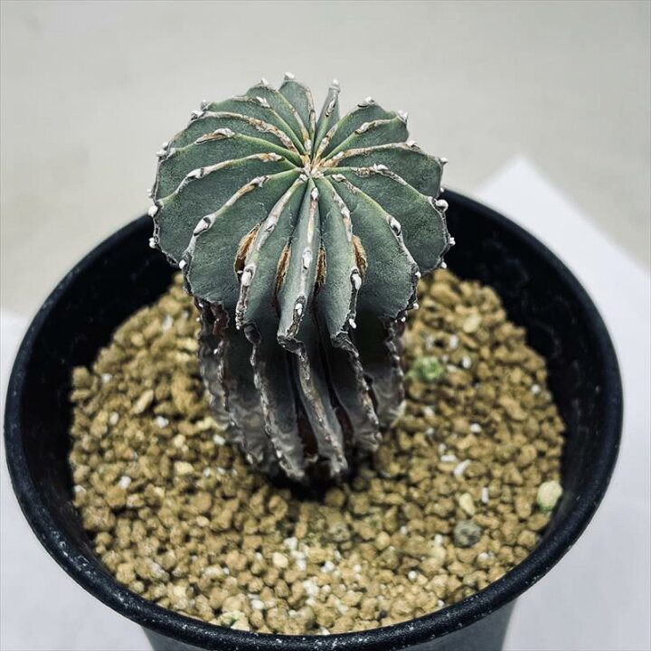 楽天市場】サボテン：ゲオヒントニア メキシカーナ 実生*幅4cm 