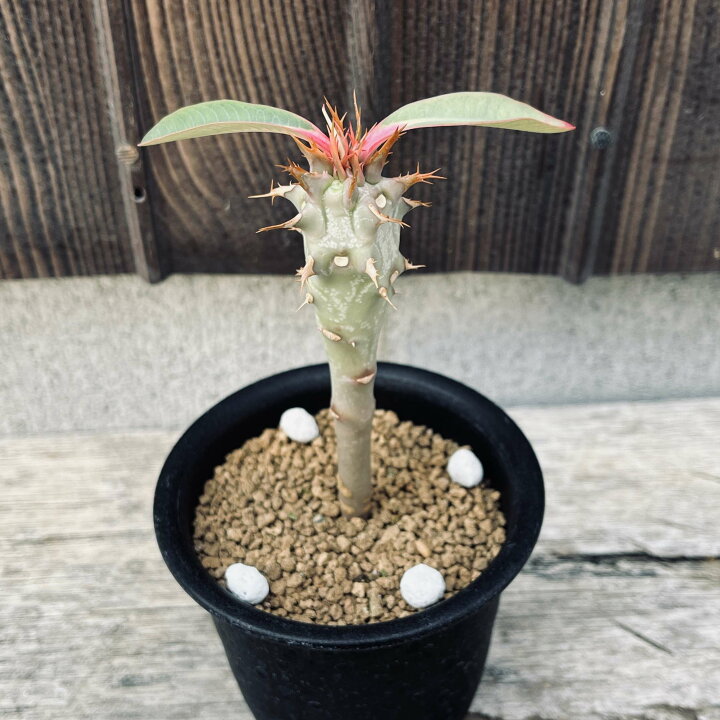 楽天市場】☆特価☆多肉植物：ユーフォルビア ビグエリー 噴火竜*S 葉 