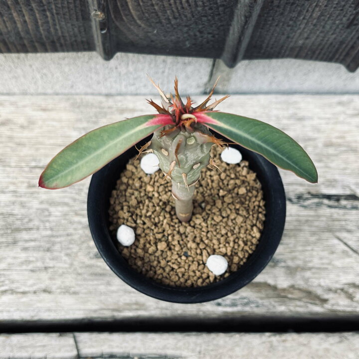 楽天市場】☆特価☆多肉植物：ユーフォルビア ビグエリー 噴火竜*S 葉 