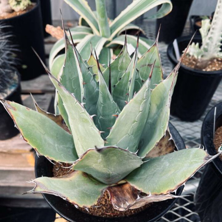 楽天市場】多肉植物：アガベ パラサナ 頼光*幅23cm 現品！一品限り 