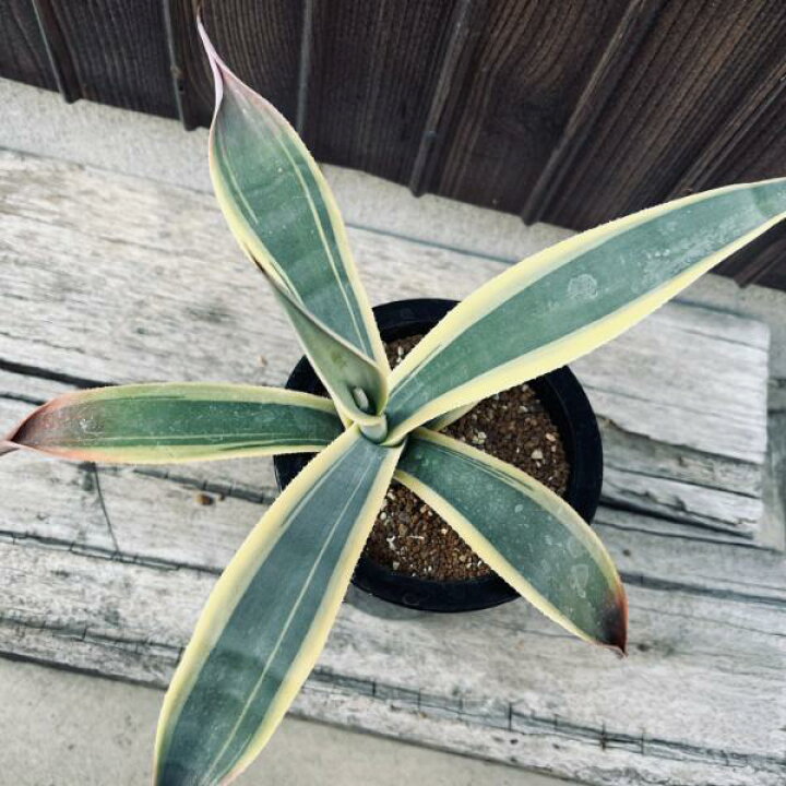 楽天市場】多肉植物：アガベ ウェベリー アリゾナスター*幅27cm 