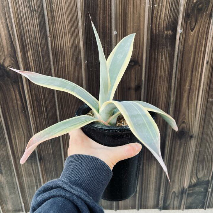 楽天市場】多肉植物：アガベ ウェベリー アリゾナスター*幅27cm  