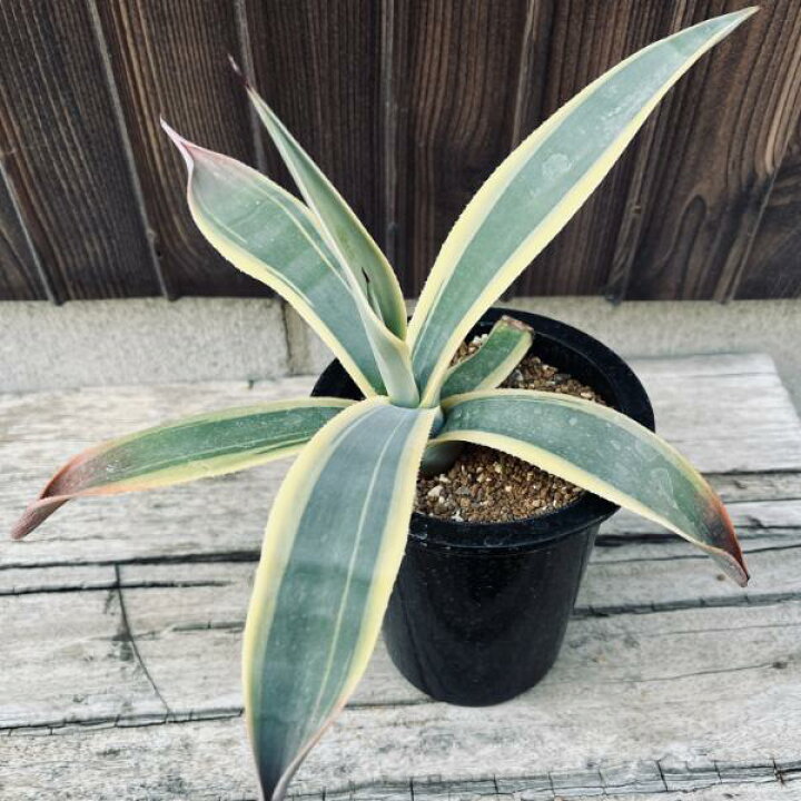 楽天市場】多肉植物：アガベ ウェベリー アリゾナスター*幅27cm  